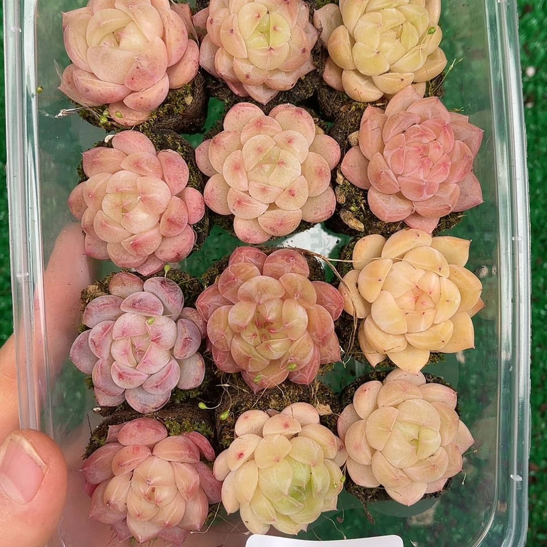 多肉一物一拍27-58