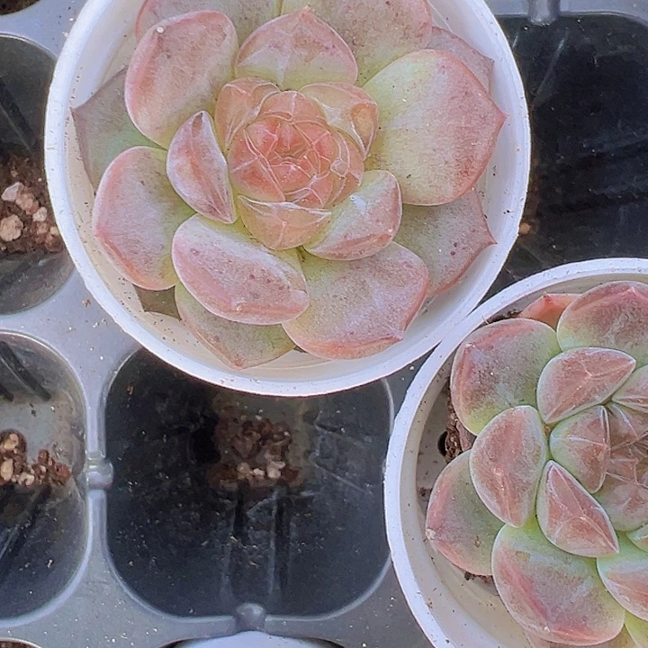 72颗冰魄送圆盆一个19包邮