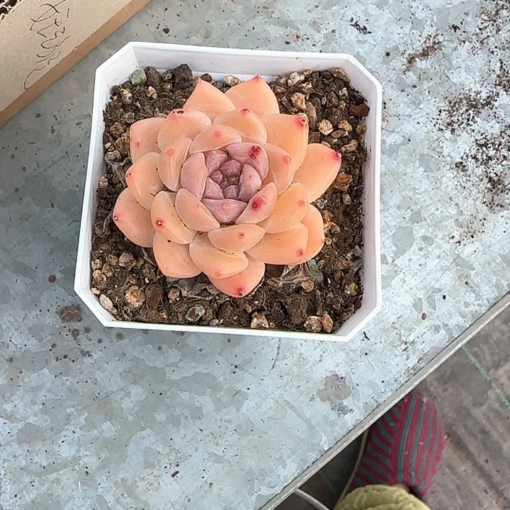 青蛙王子儿童牙膏111