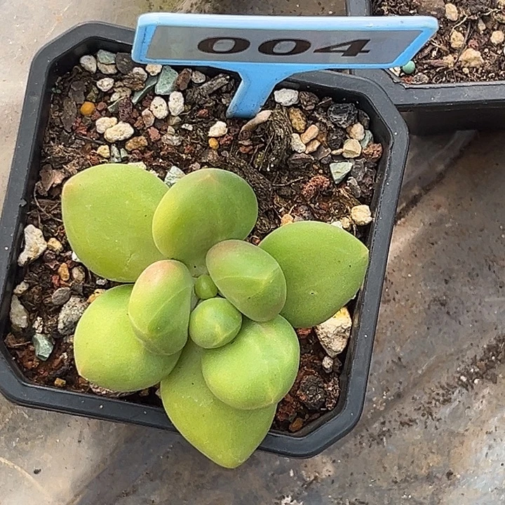 多肉植物芒果奶004