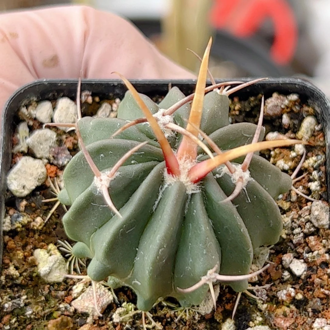 实生 龙剑丸仙人球