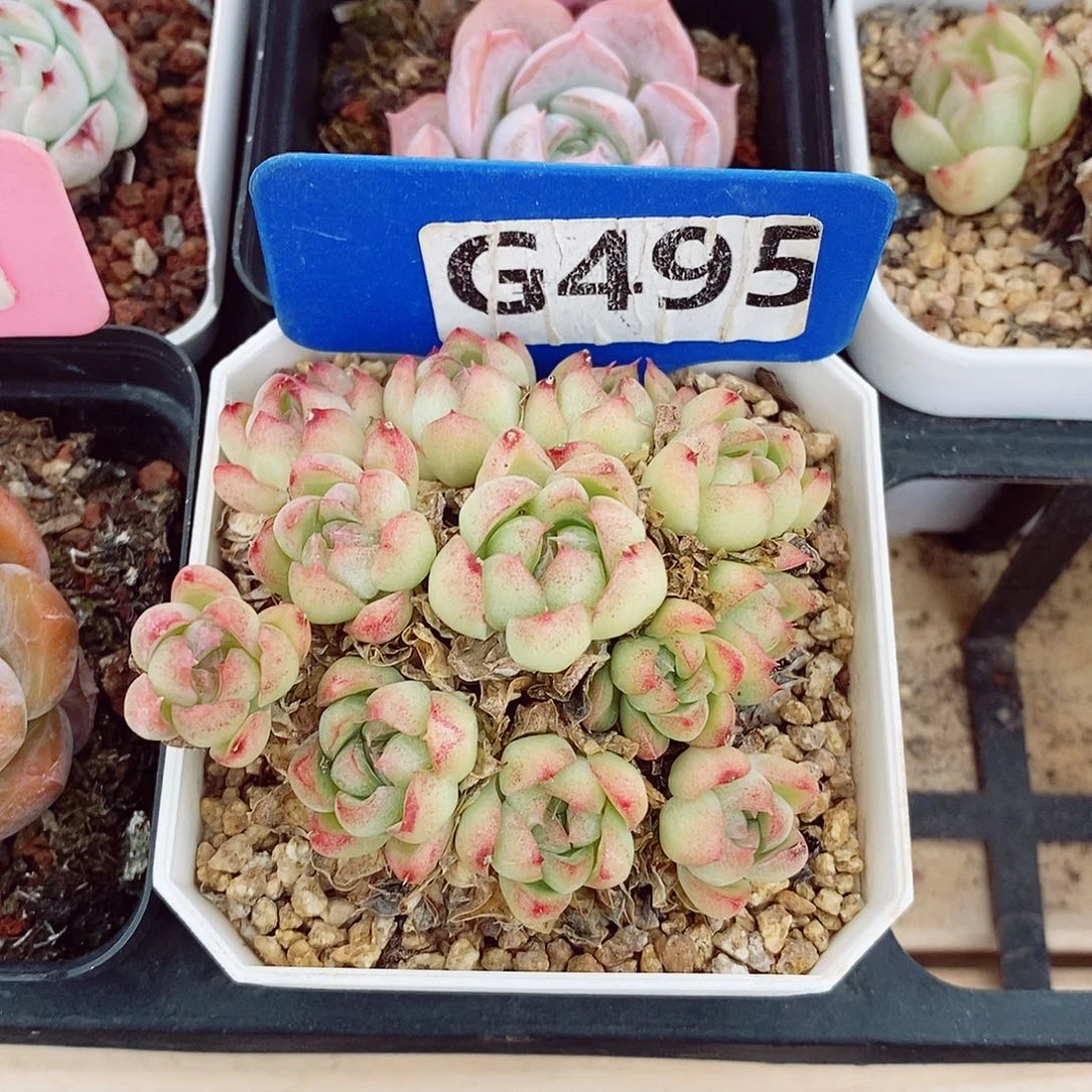 福利6cm多肉植物
