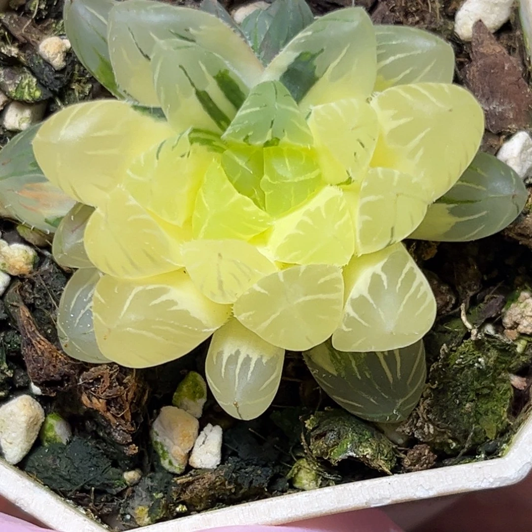 恭喜发财大吉大利600