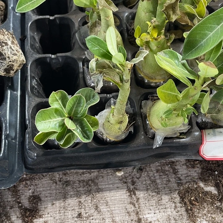 A***妹40颗一组小五十铃玉40颗