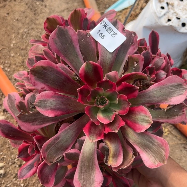 粉女郎多肉植物手捧168