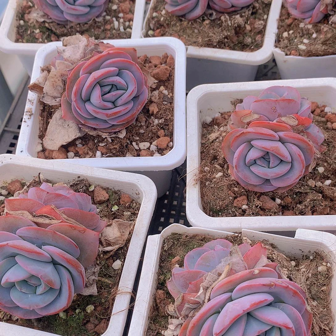 双头布鲁兰2345678899