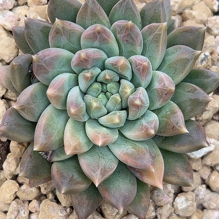 雪戴利美人杂交特价一物一拍