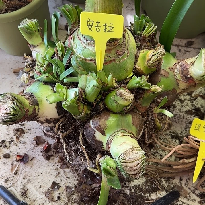 无花朵安吉拉主球11+带30侧