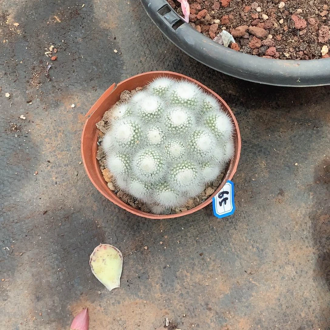 65白小丁  一物一拍多肉