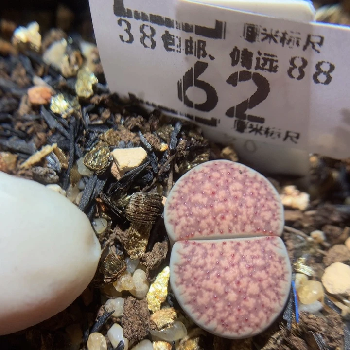 zzz精品生石花62