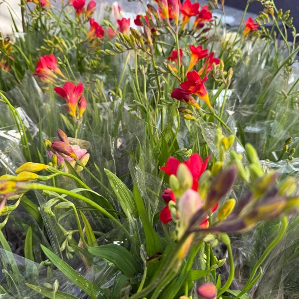 2盆【精品】香雪兰盆栽