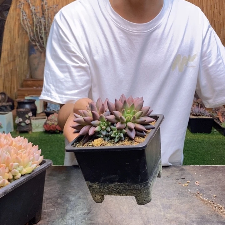1***7776号流沙虞美人多肉植物