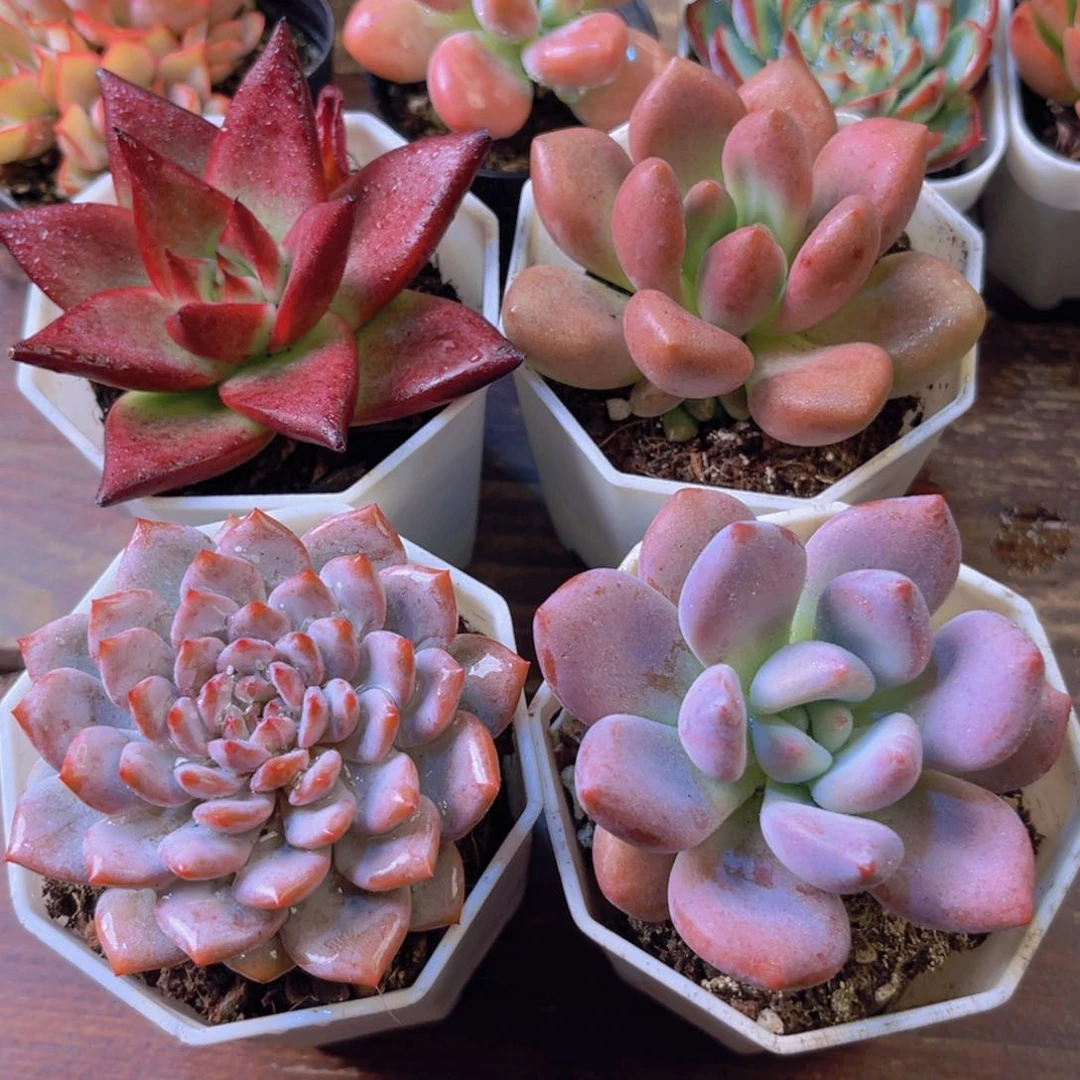 罗卡 星星橙 桃花源 奥普