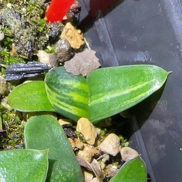 明贺宽短厚卧牛锦实生