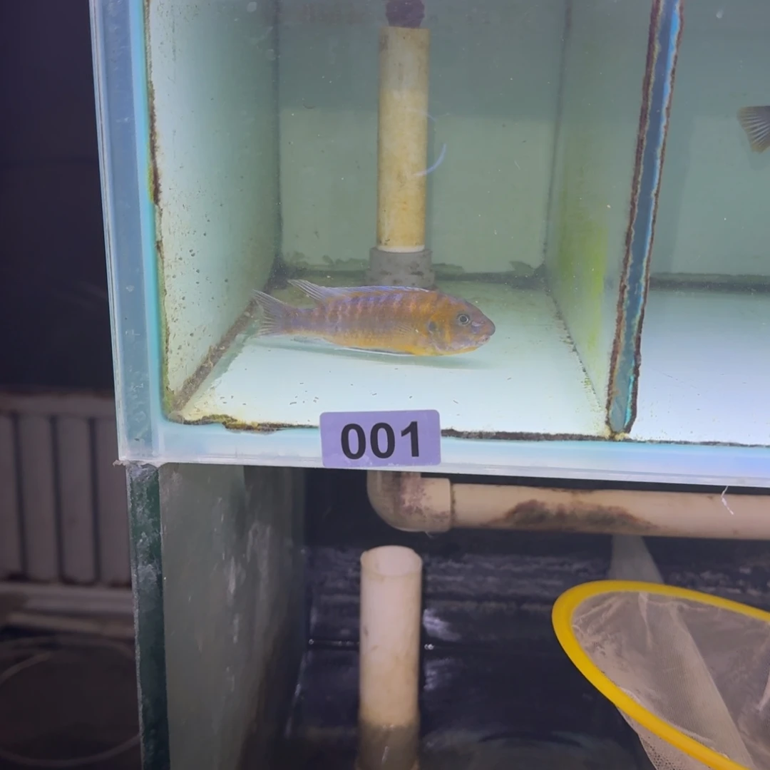 慈鲷鱼1号齐尔瓦细体11左右