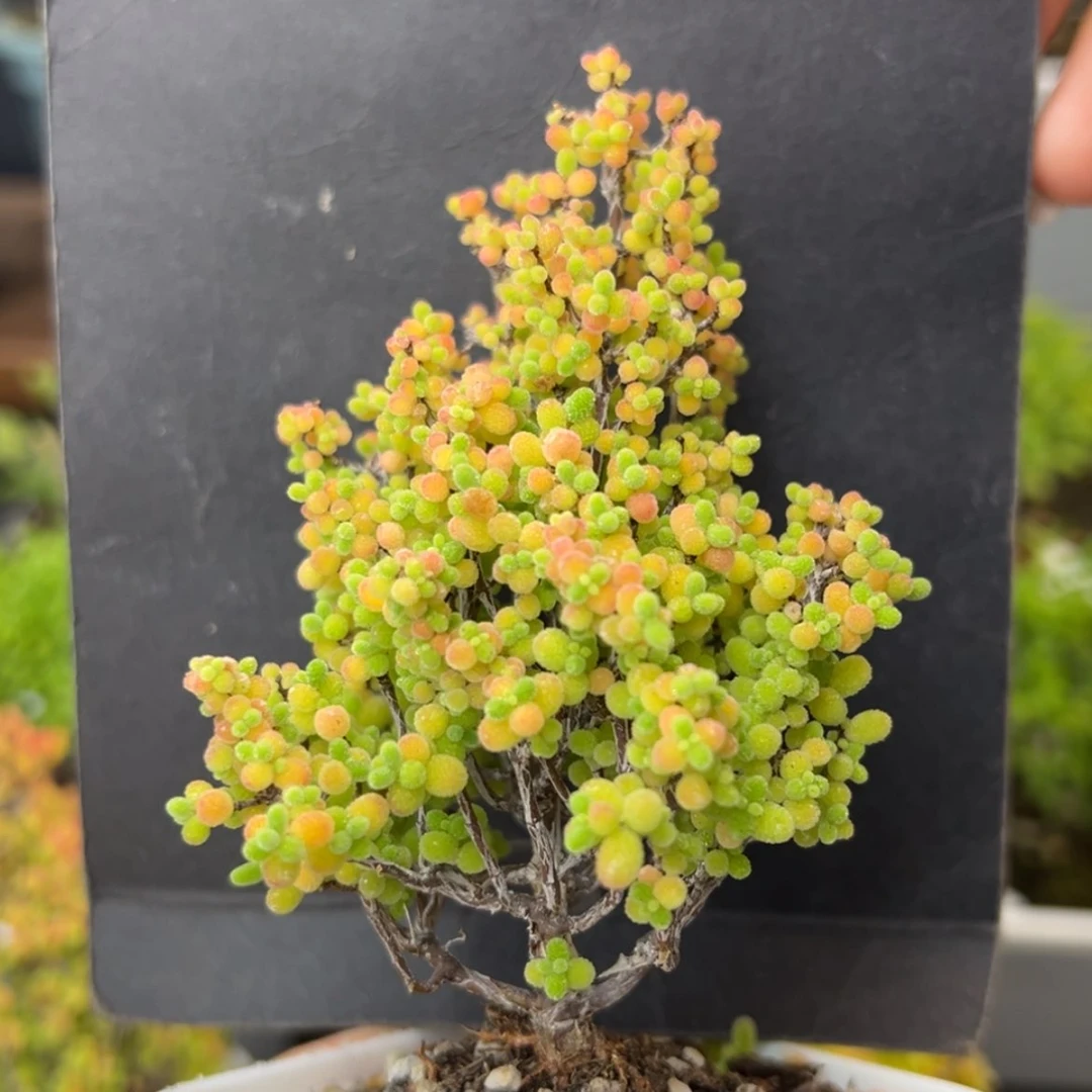 【闪购商品】所*dy6026精控蜜橘午播福利价