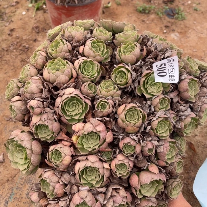 500万圣夜大绣球东西