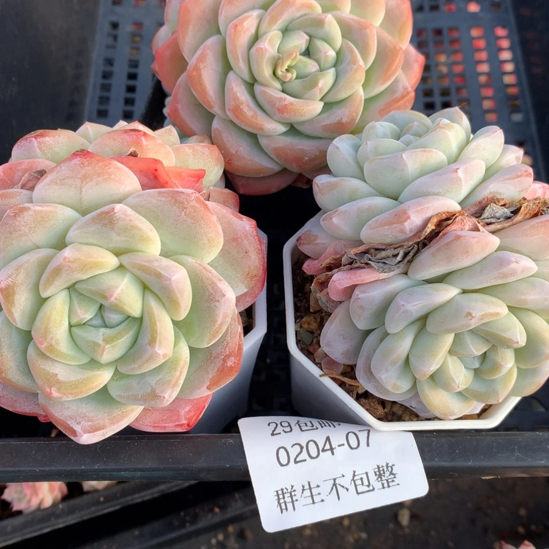 0204-07 精控老桩冰玉双头三颗