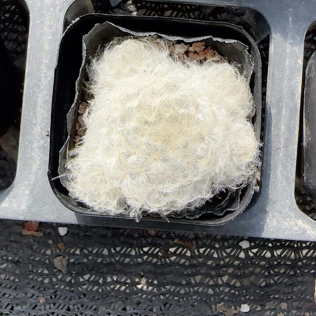 无花朵白星单头带仔