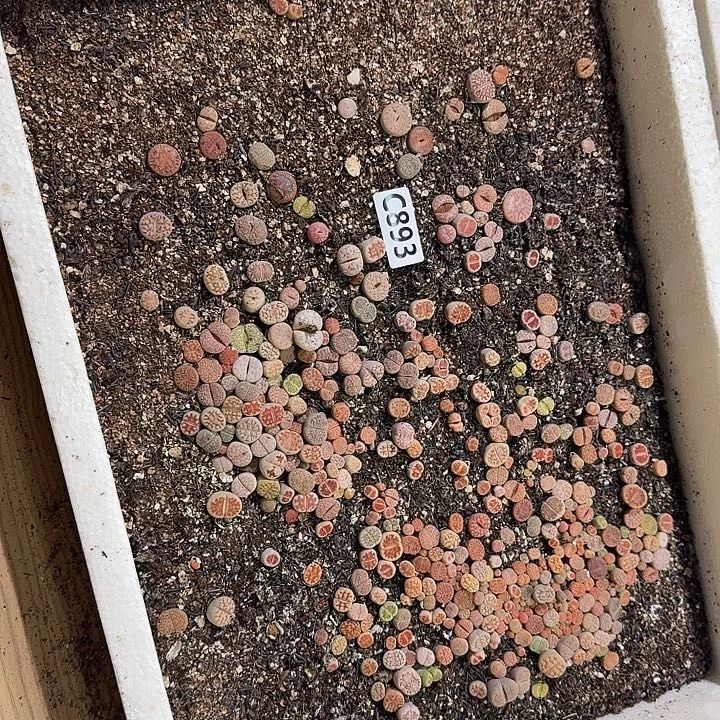 生893石花整框脱土发货不售后