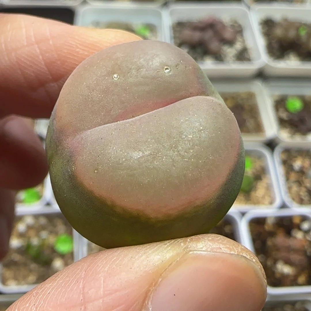 2.4漂亮多肉植物419