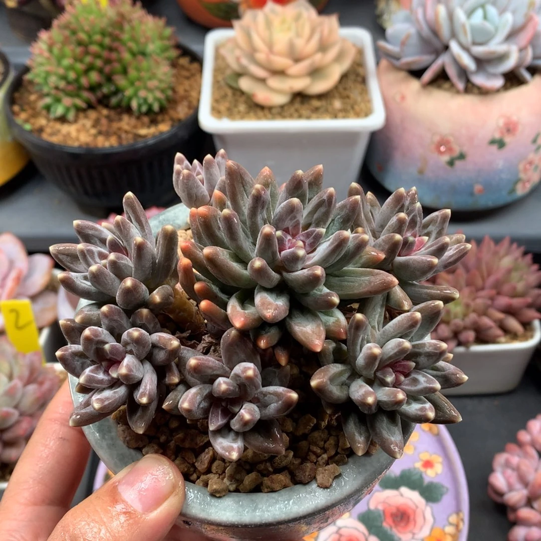 我们家的小仙女们