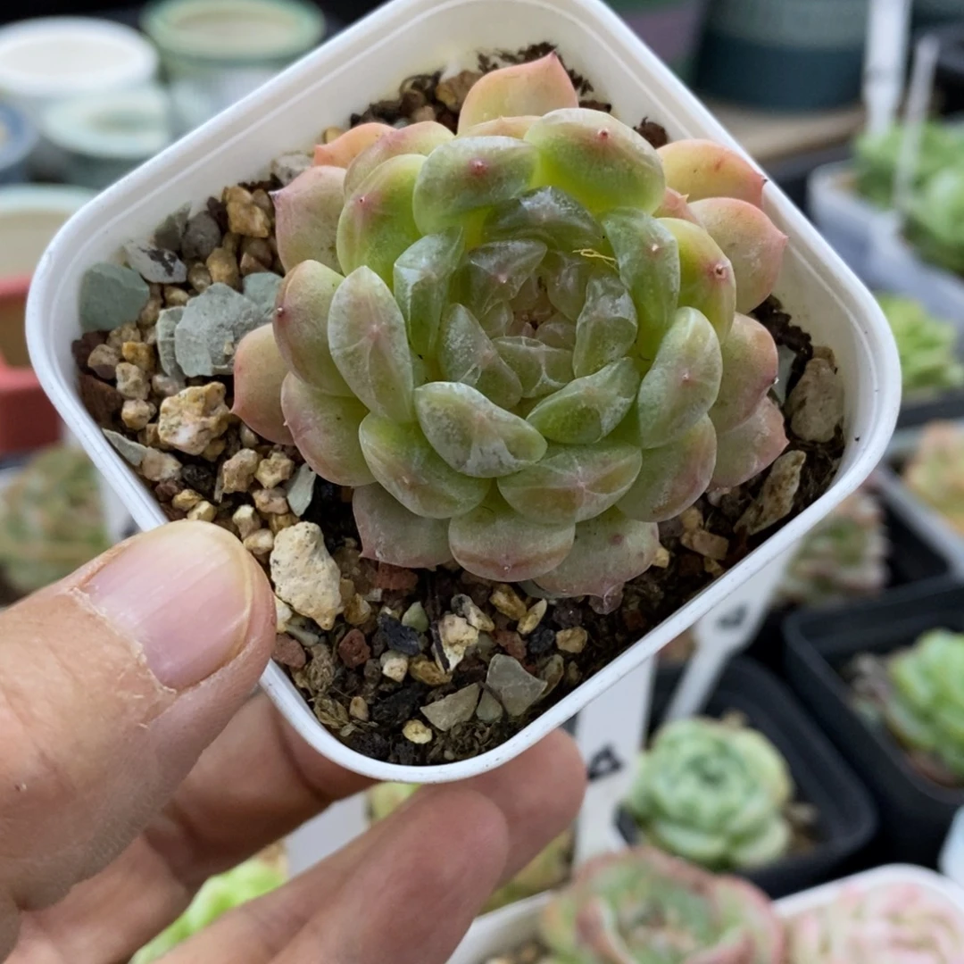 精品多肉一物拍不包整211