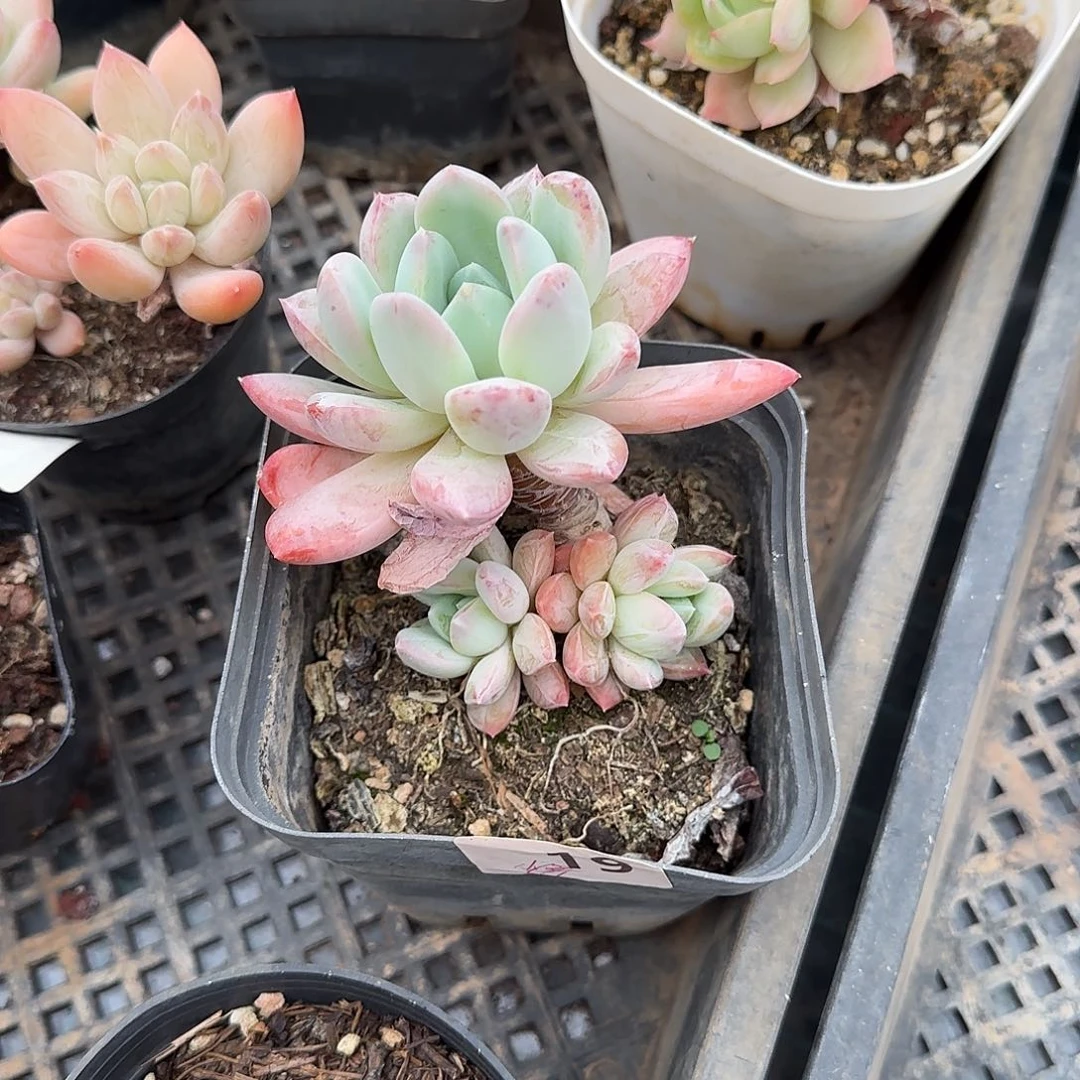 芙*19号 一物一拍