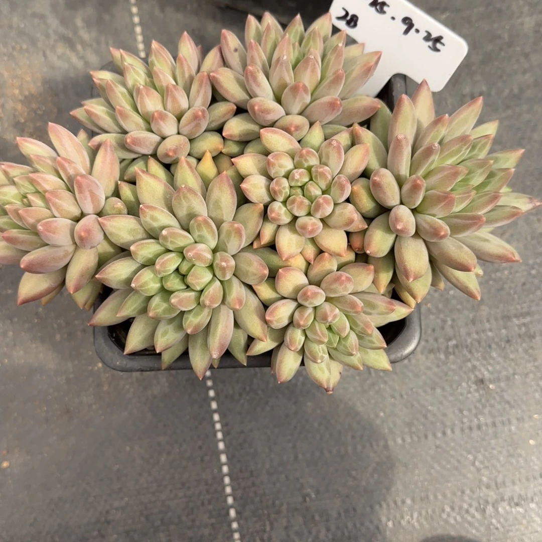 D***丽一物一拍红蜻蜓28