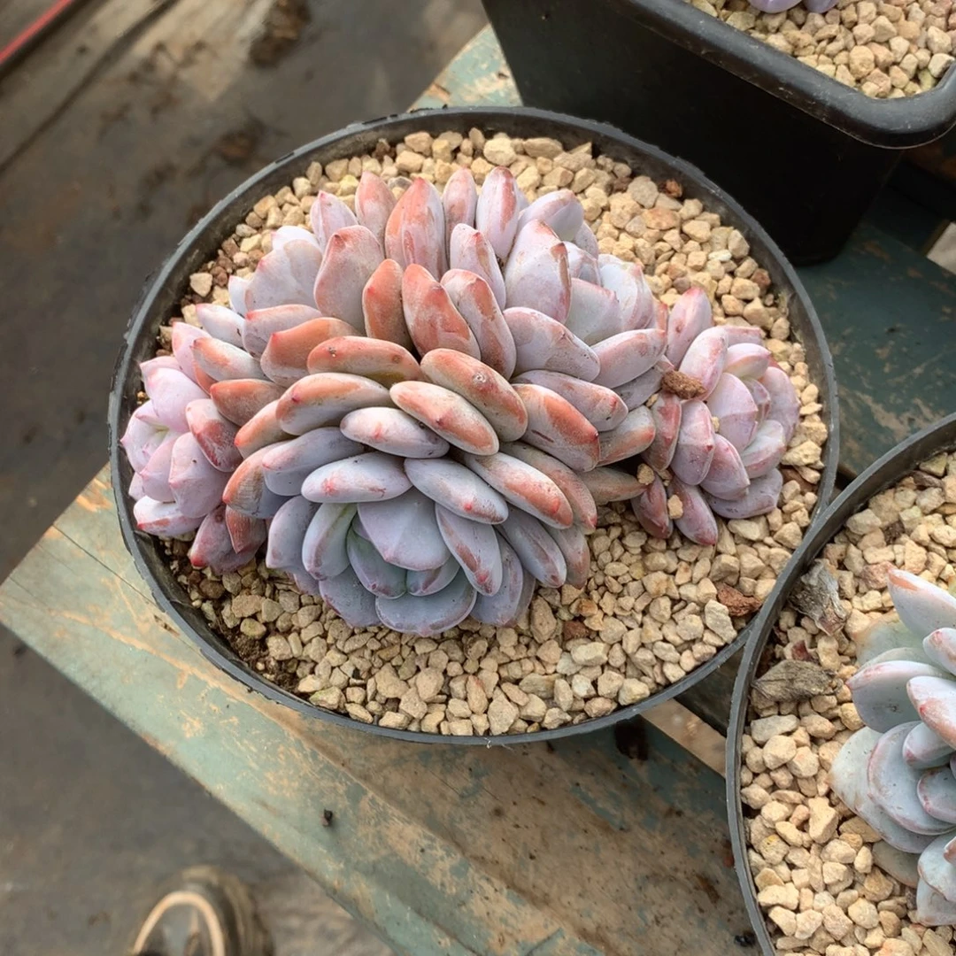 无花朵哈哈哈哈哈哈哈哈5