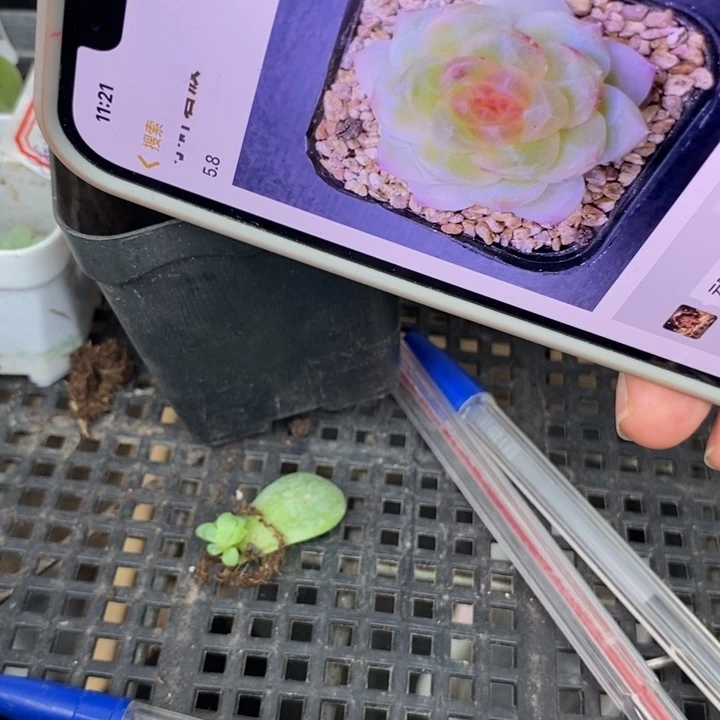 标255碧波一个多肉