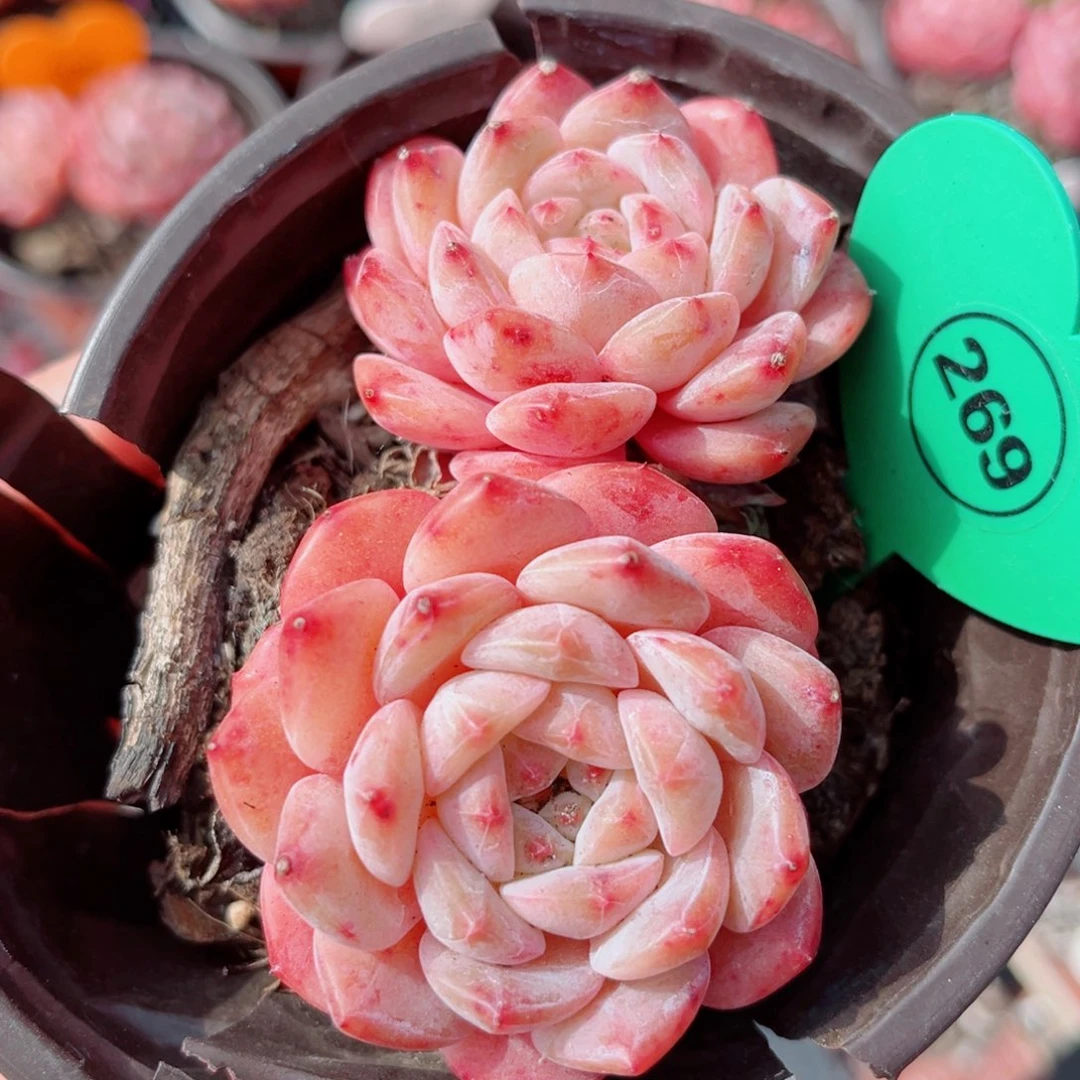 269号小老桩糖钻双头