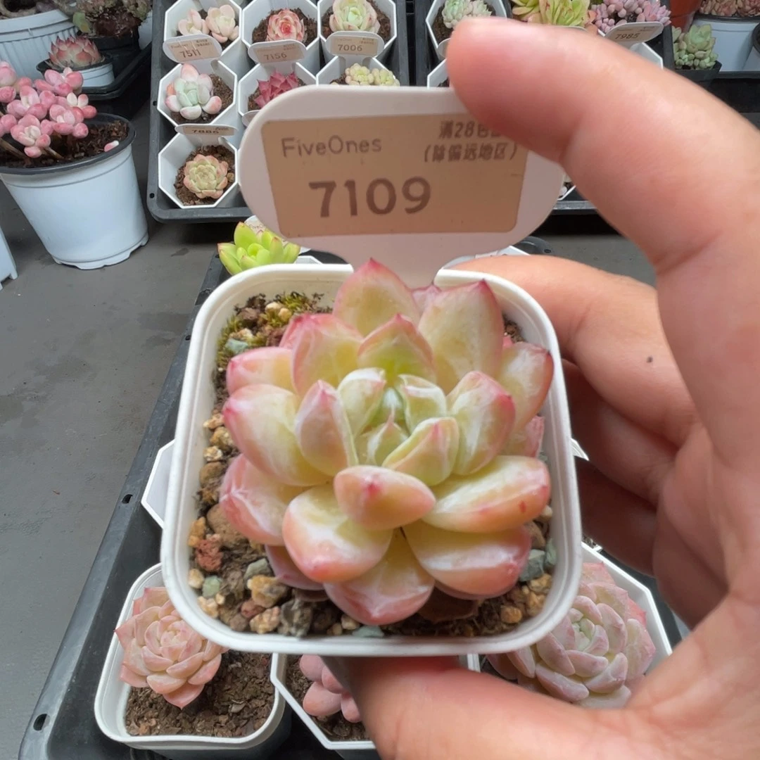 7109新品推荐5.0厘米