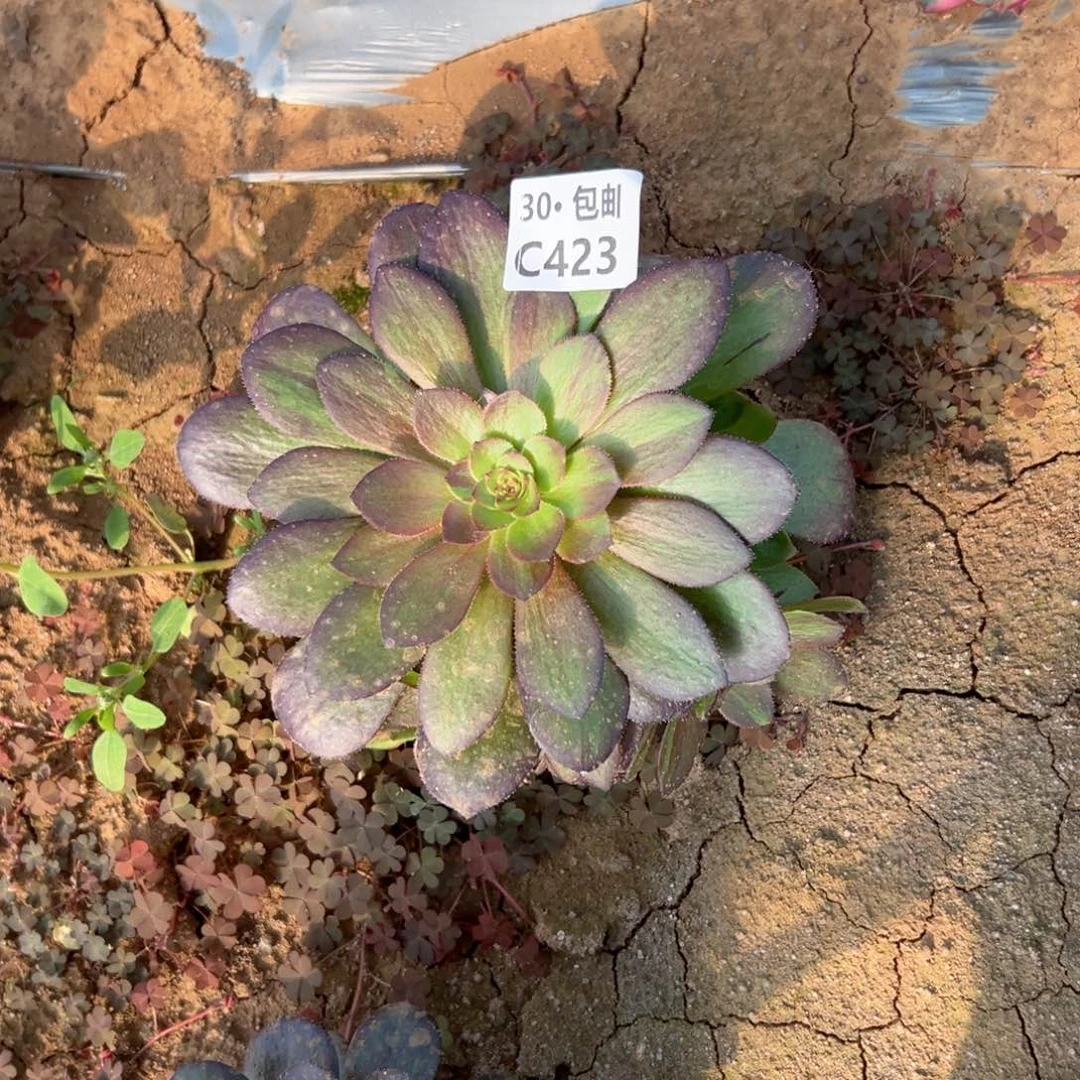 423花月夜多肉法师