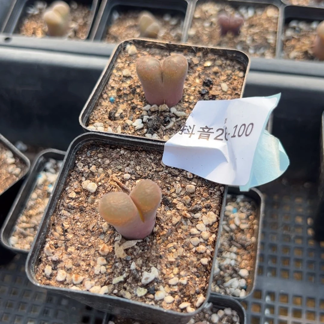 26-100肉锥多肉植物,