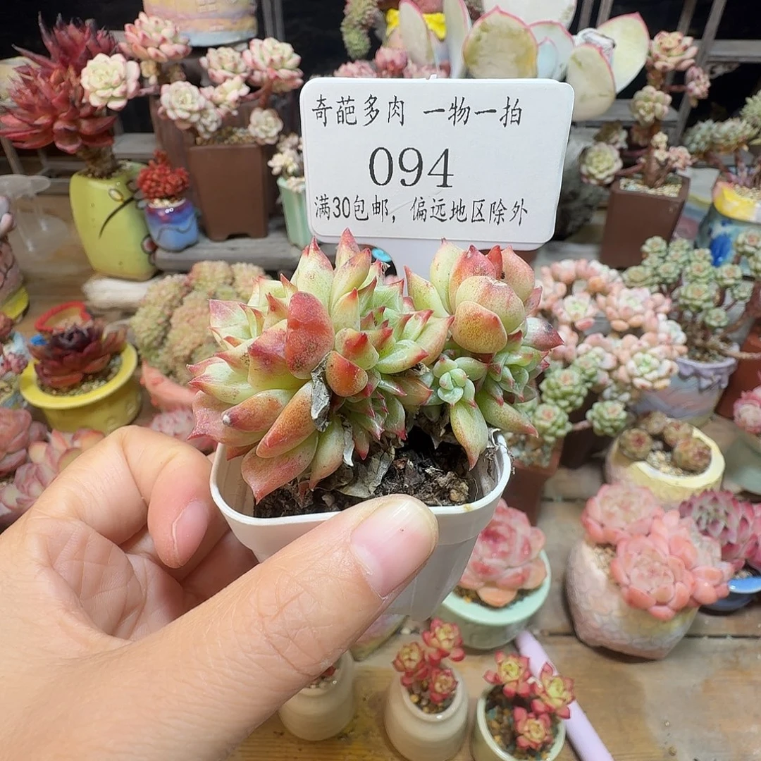 94脱土哈哈哈哈哈哈