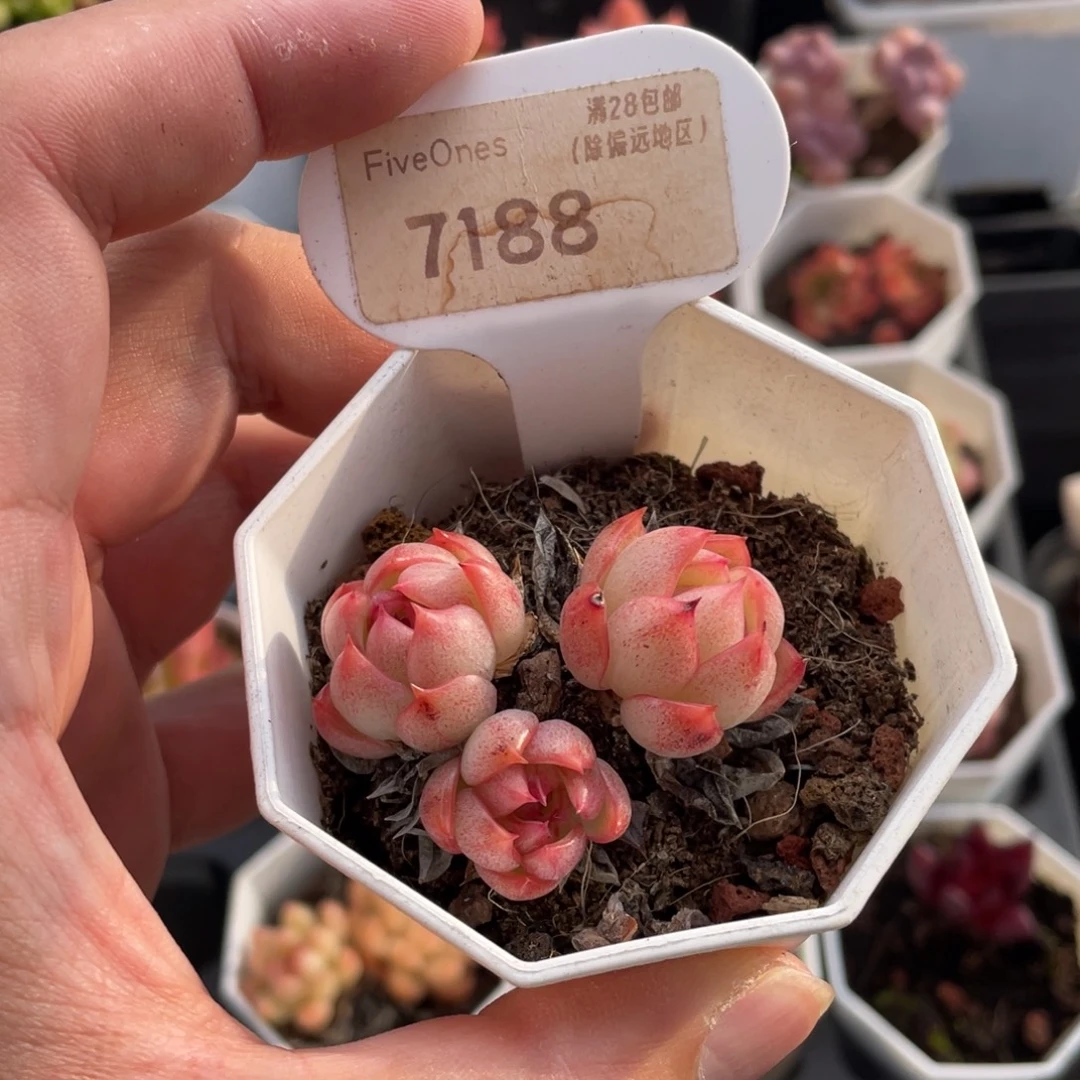 暮云7188-4.5厘米