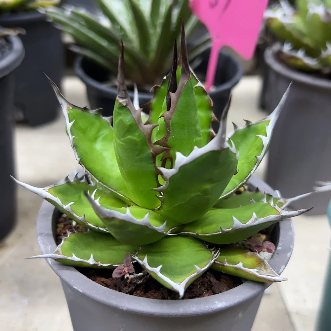 宽叶霍利达一物一拍偏远不包邮不退不换