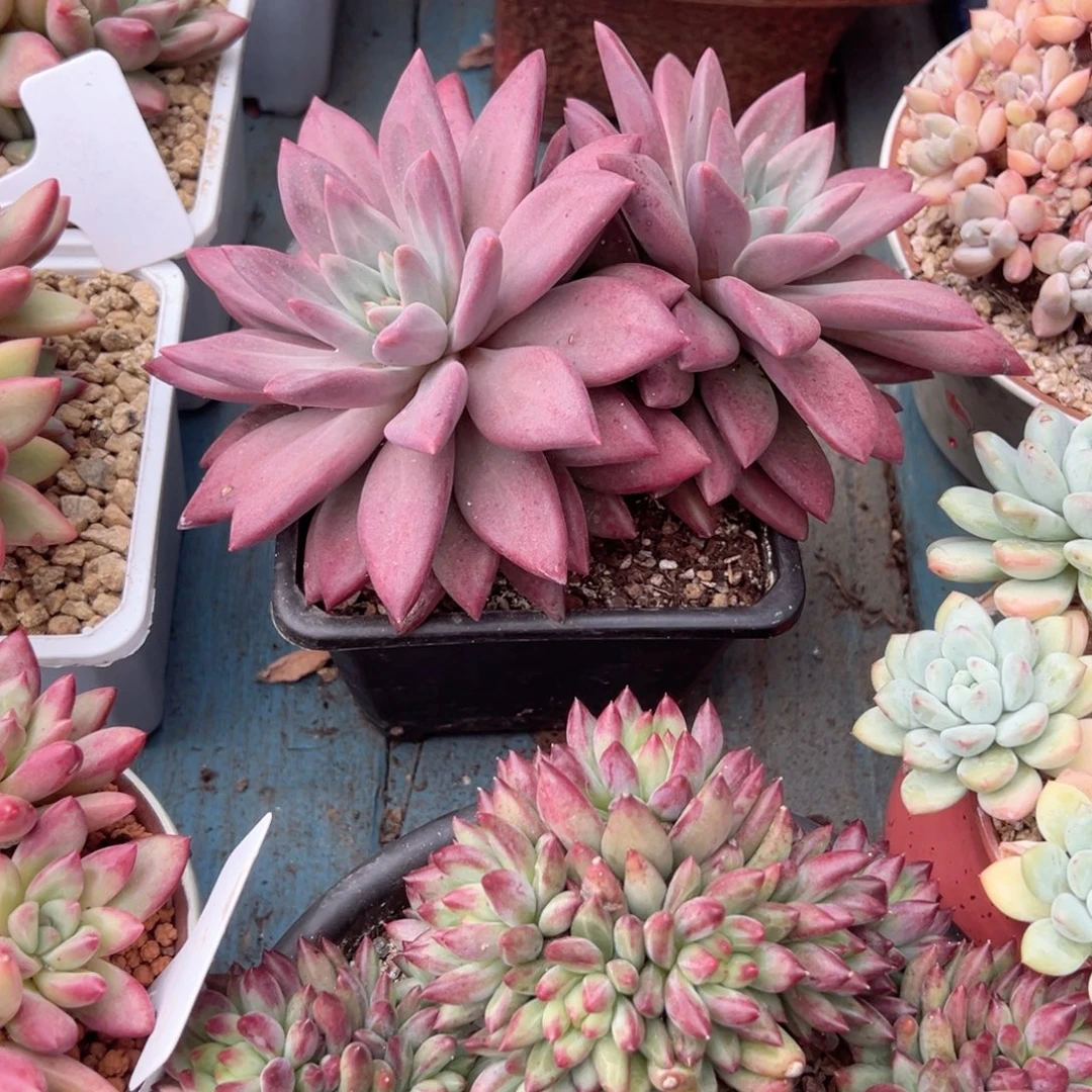 精品多肉植物老桩