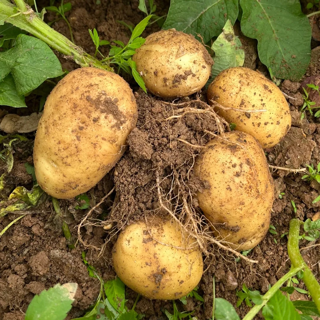2025年新洋芋贵州黄皮黄心土豆贵州高山黄皮洋芋农家种植洋芋土豆