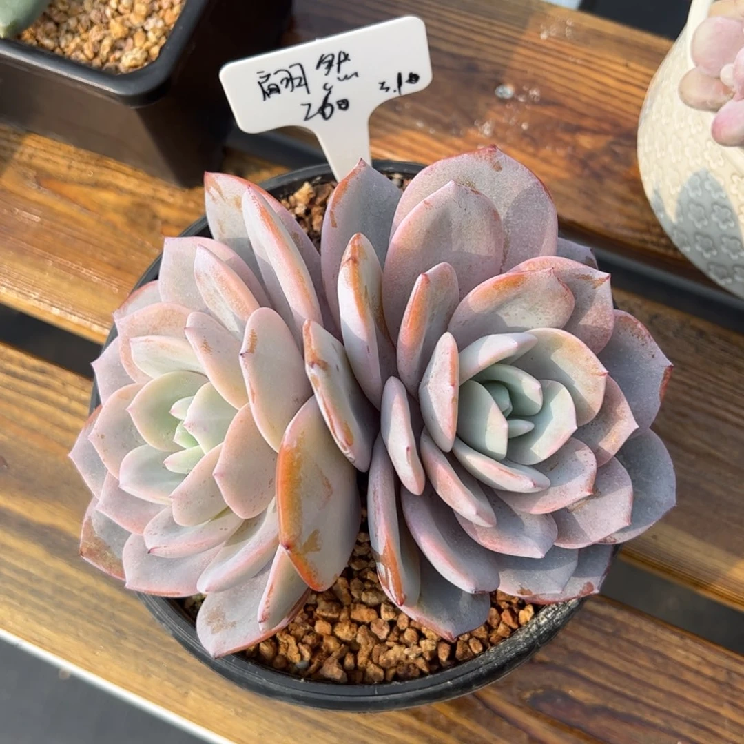 张张精品多肉奶茶