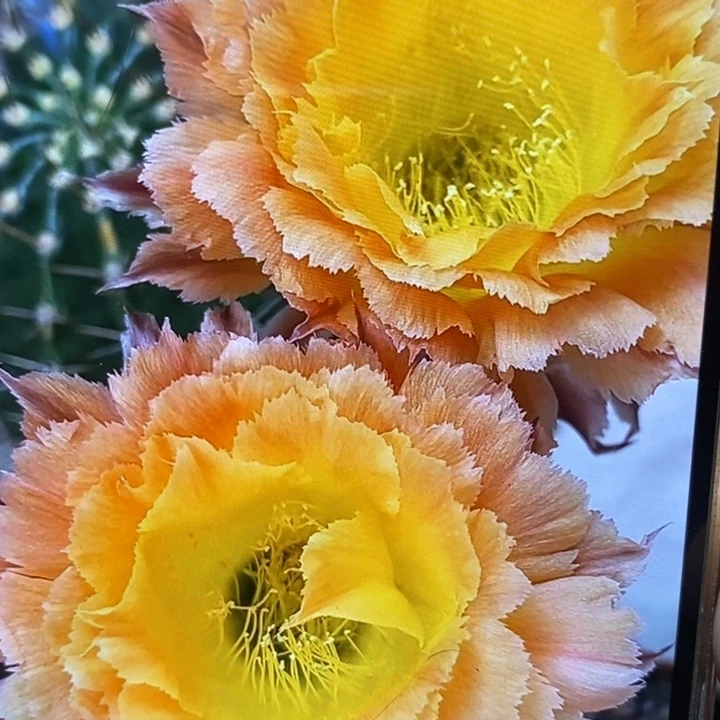 香香橙黄羽毛侧芽2.5公分左右