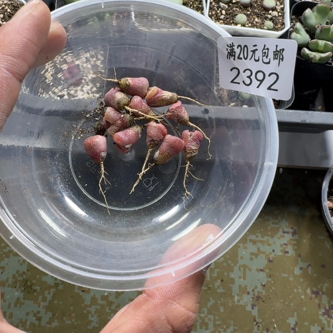 面****~2392。多肉植物。阿克。尺寸不大