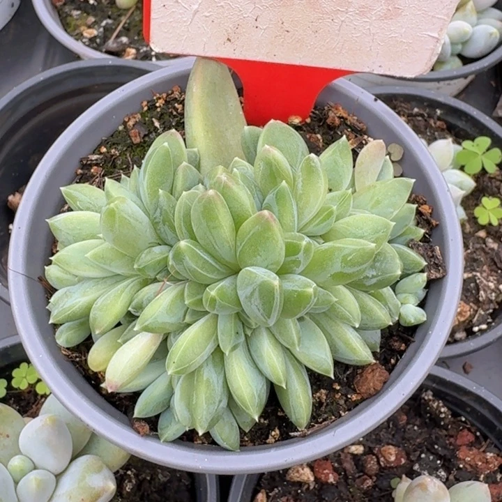 奶豆363多肉植物