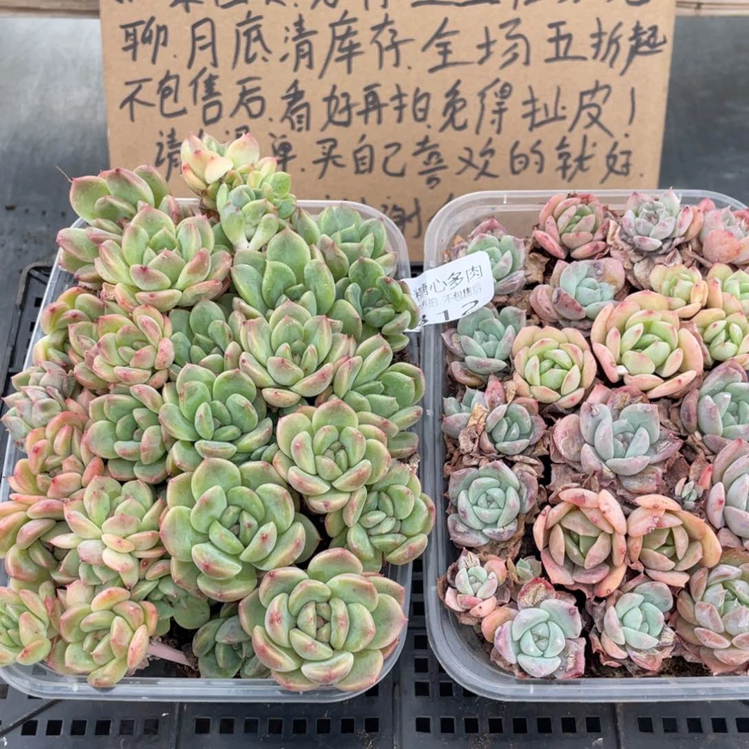 云糖心多肉植物312