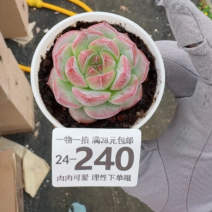 拉***丶玄女多肉无盆土发货无