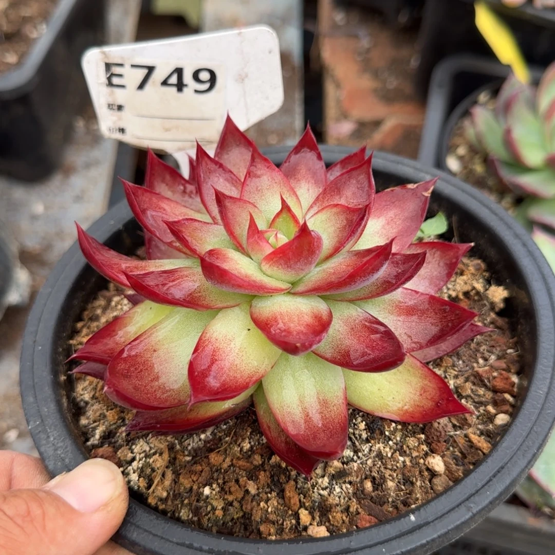 惊鸿一物一拍包装收缩花旱749