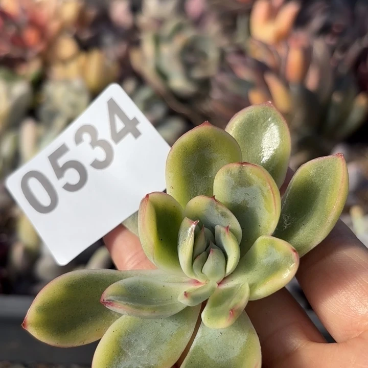 多肉植锦满18包邮当场凑单