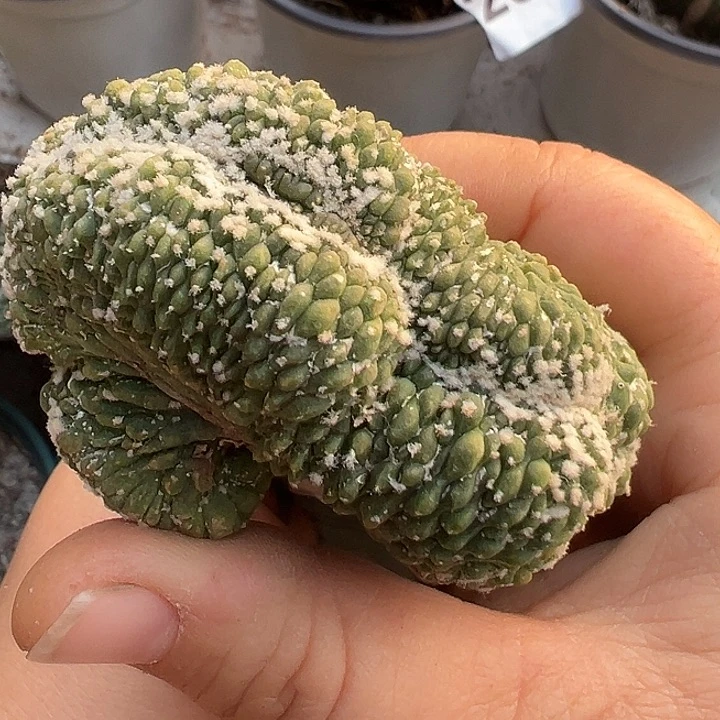 兜缀171仙人球开花