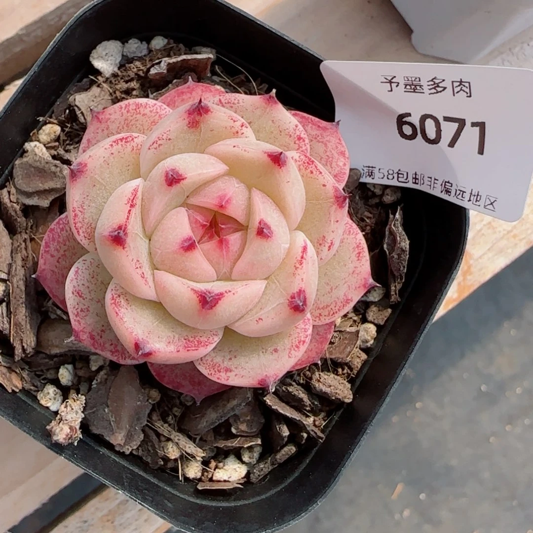 金辉珍妮，6071多肉植物